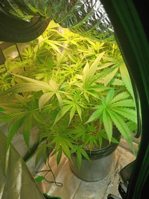 Genius juice . Week 7 - Getting tall