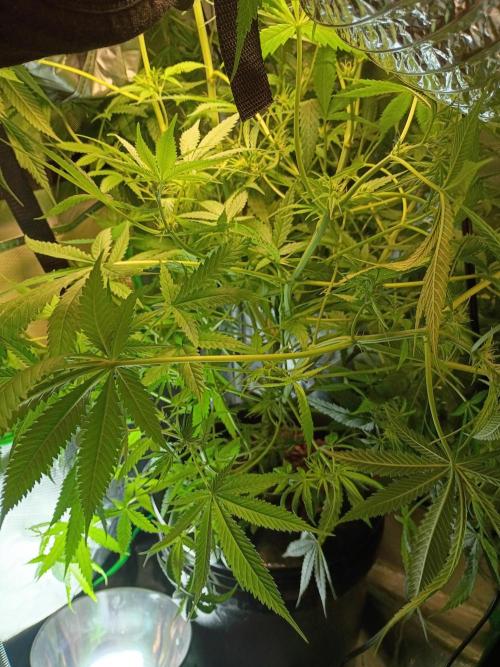 Genius juice . Week 8 - It's filled the whole 2x2 