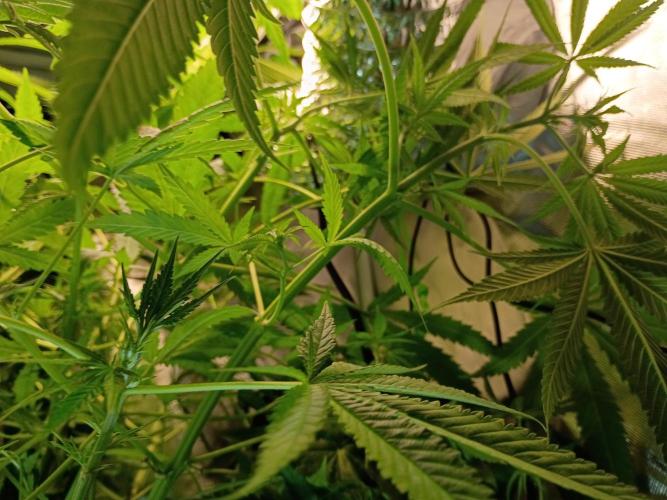 Genius juice . Week 8