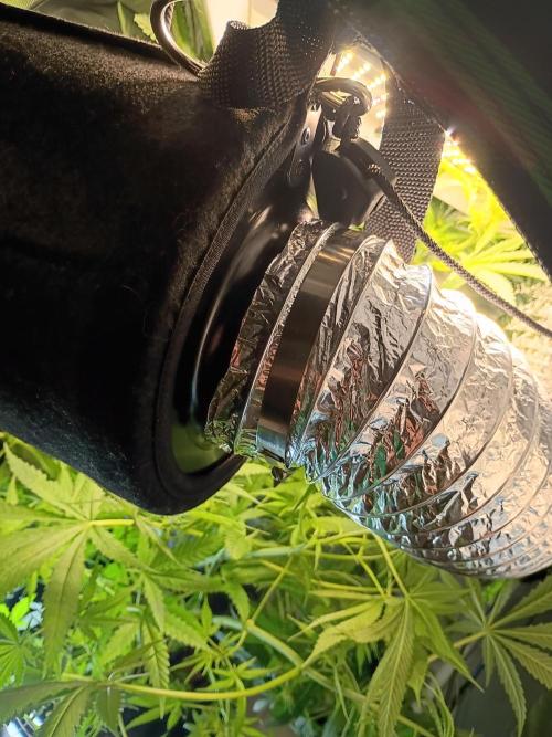 Genius juice . Week 8 - Growing to the top of the tent 