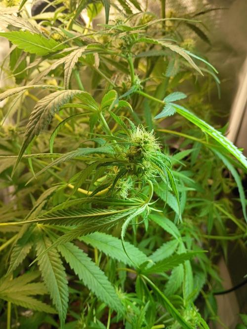 Genius juice . Week 9