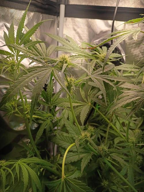 Genius juice . Week 9