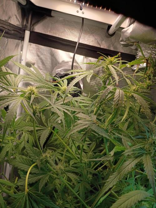 Genius juice . Week 9