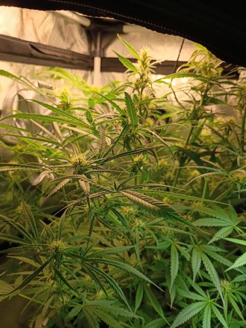 Genius juice . Week 10