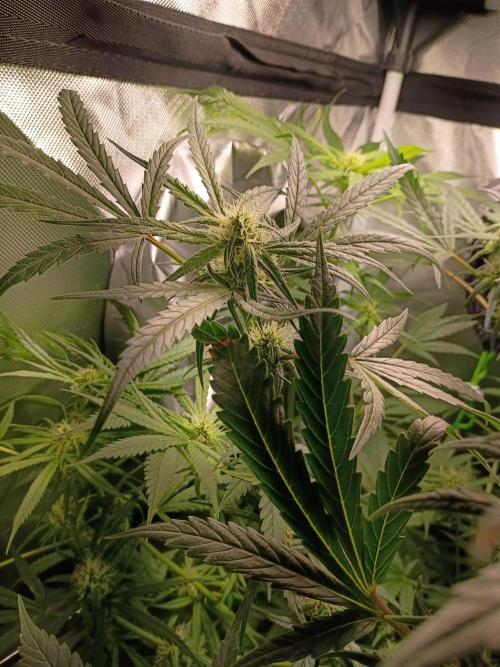 Genius juice . Week 10