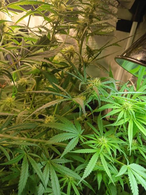 Genius juice . Week 10