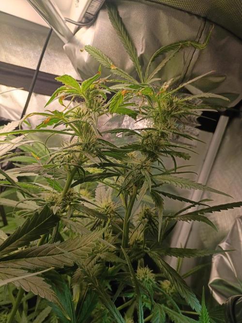 Genius juice . Week 10