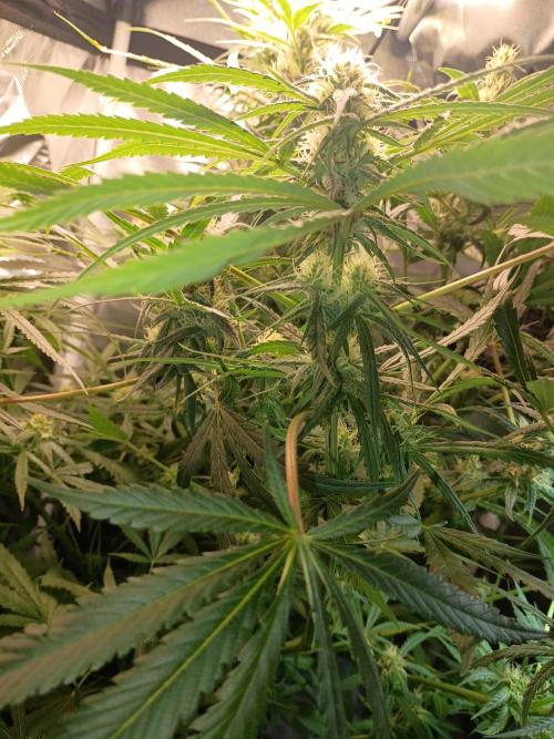 Genius juice . Week 11