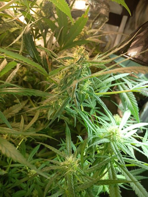 Genius juice . Week 11