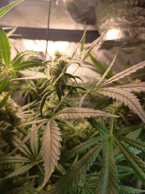 Genius juice . Week 11