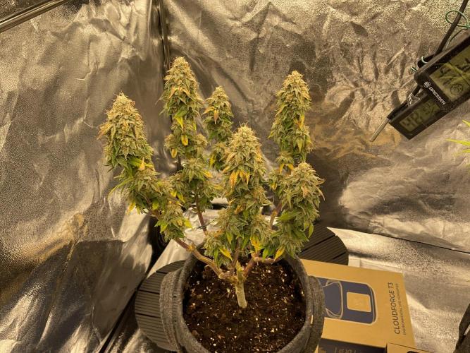 Amsterdam Amnesia. Week 8