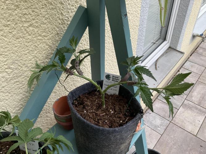 . Week 4