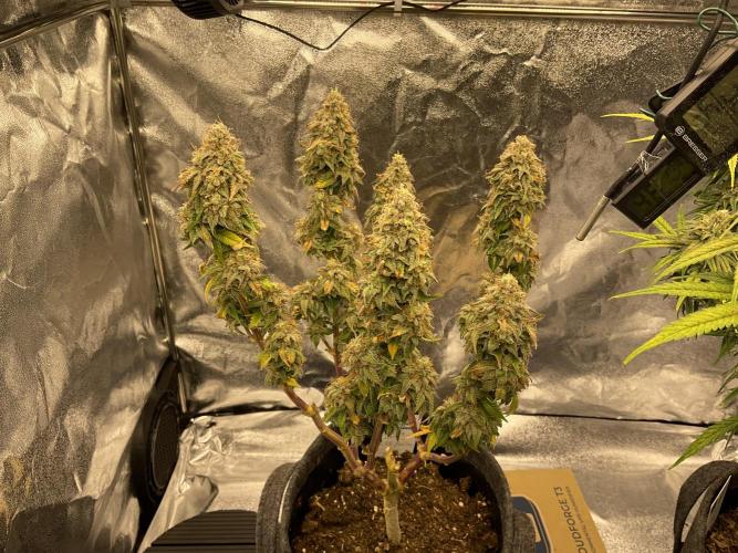 Amsterdam Amnesia. Week 9