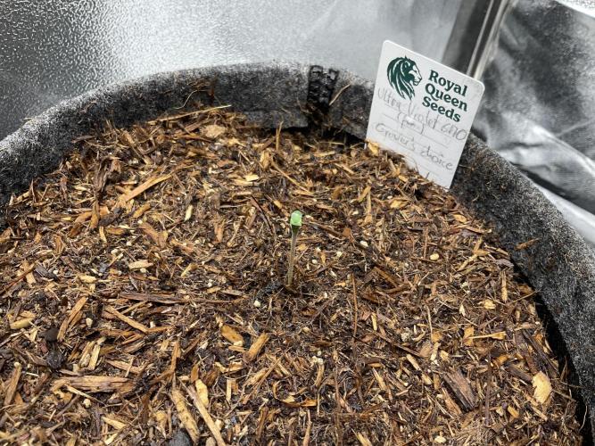 Ultra Violet GMO. Week 1