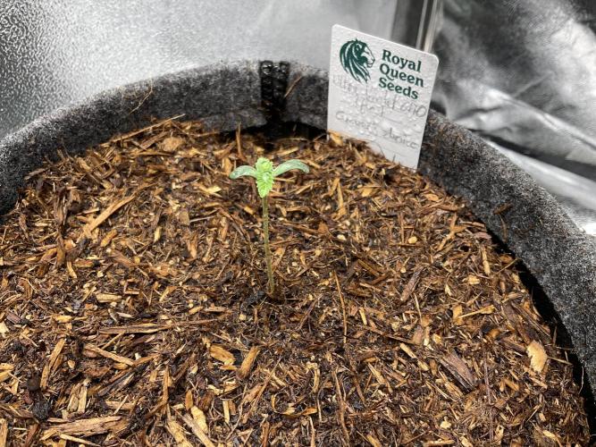 Ultra Violet GMO. Week 1