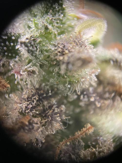 Amsterdam Amnesia. Week 10