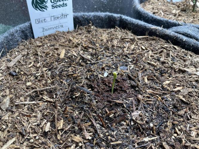 Blue Monster Automatic. Week 1