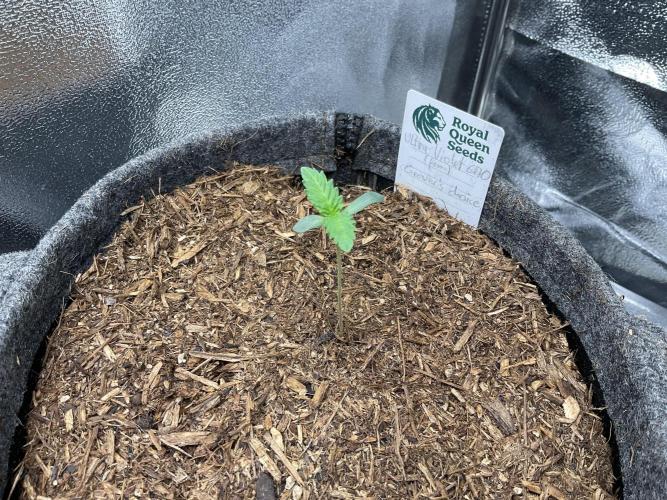Ultra Violet GMO. Week 1