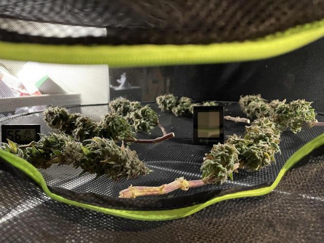 Amsterdam Amnesia. Week 11