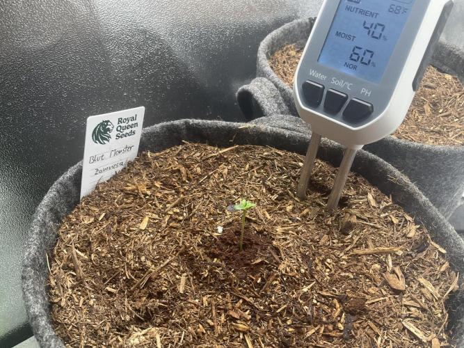 Blue Monster Automatic. Week 1