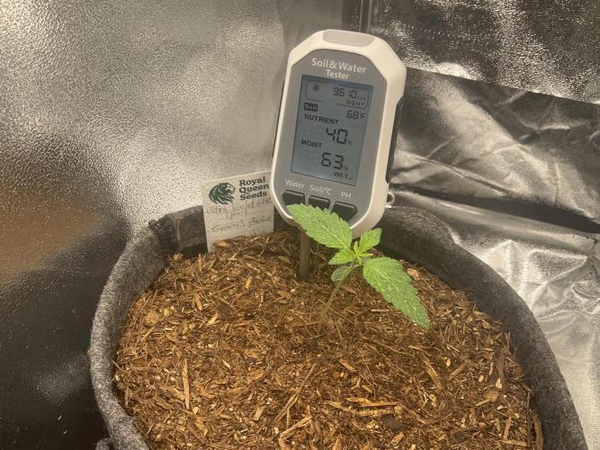 Ultra Violet GMO. Week 2