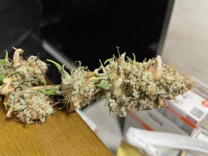 Amsterdam Amnesia. Week 11