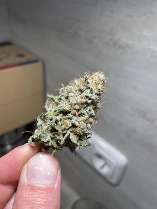 Amsterdam Amnesia. Week 11