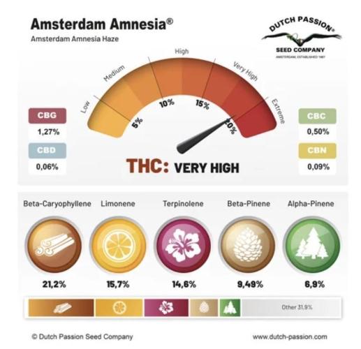 Amsterdam Amnesia. Week 11