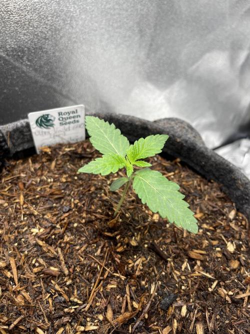 Ultra Violet GMO. Week 2