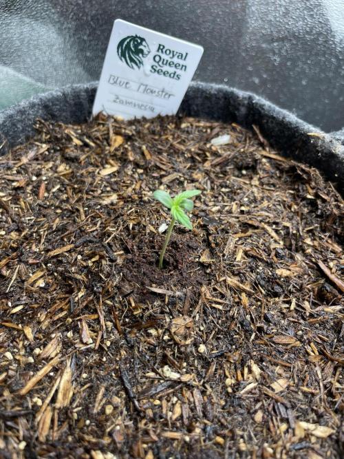 Blue Monster Automatic. Week 1