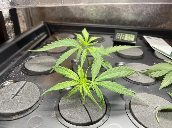 Super Lemon Haze. Week 1