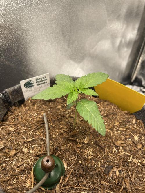 Ultra Violet GMO. Week 2