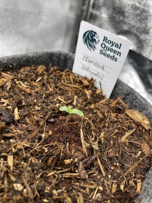 Mimosa Automatic. Week 1
