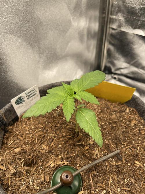 Ultra Violet GMO. Week 2