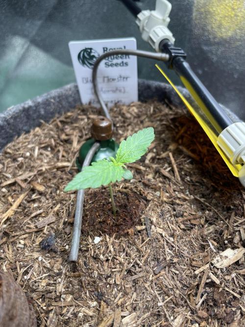 Blue Monster Automatic. Week 1