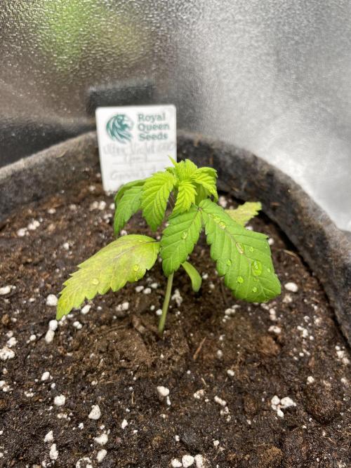 Ultra Violet GMO. Week 3