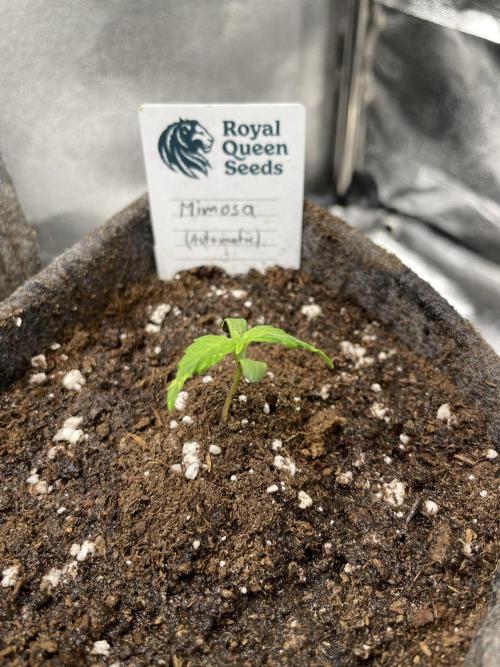 Mimosa Automatic. Week 2