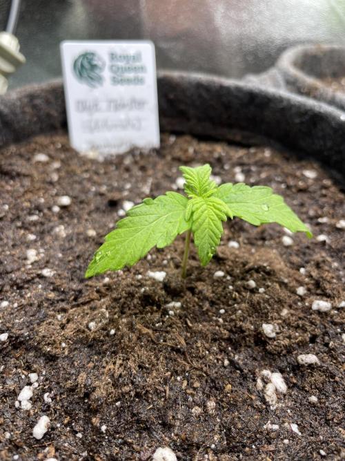 Blue Monster Automatic. Week 2