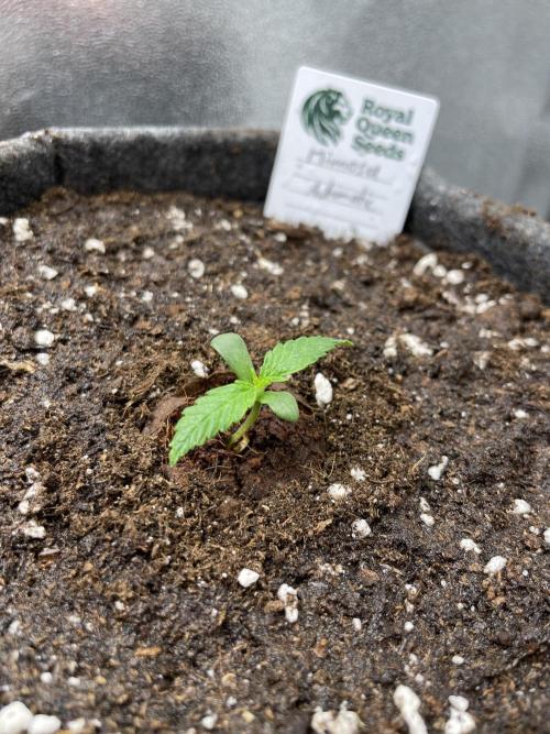 Mimosa Automatic. Week 2
