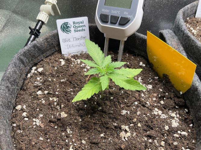 Blue Monster Automatic. Week 2