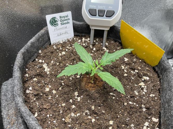 Mimosa Automatic. Week 2