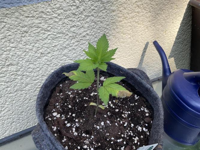 Ultra Violet GMO. Week 3