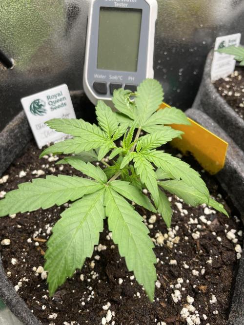 Blue Monster Automatic. Week 3