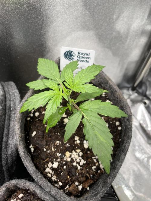 Mimosa Automatic. Week 3