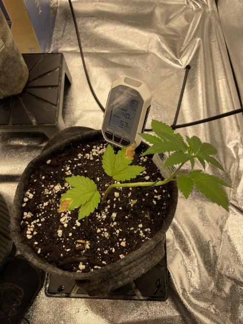 Ultra Violet GMO. Week 3