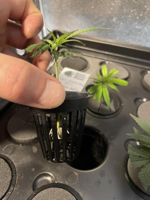 Super Lemon Haze. Week 0