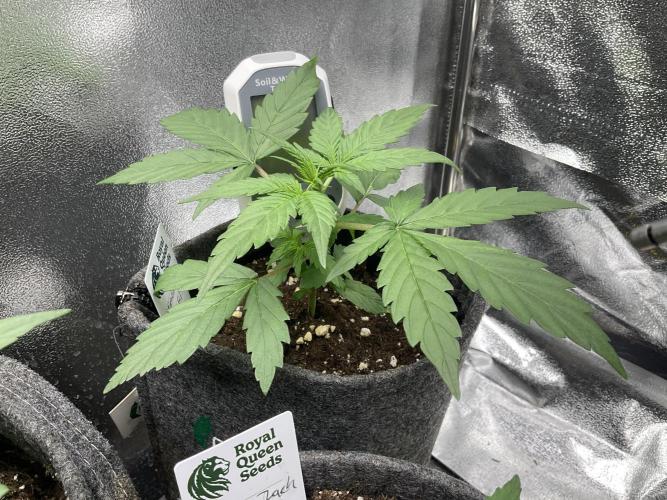 Mimosa Automatic. Week 4