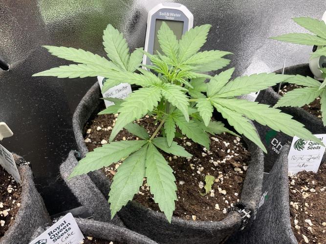 Blue Monster Automatic. Week 4