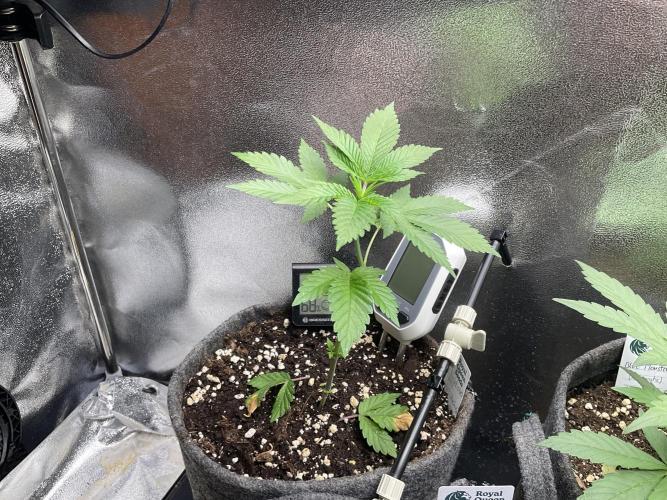 Ultra Violet GMO. Week 4
