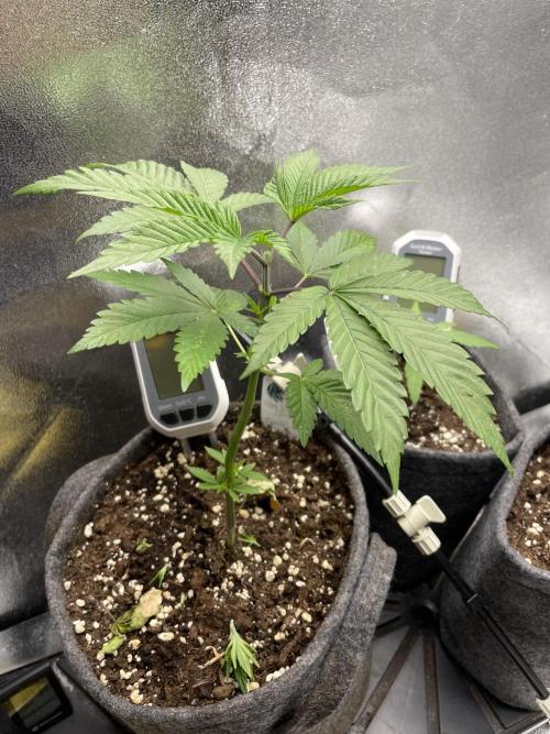 Ultra Violet GMO. Week 4
